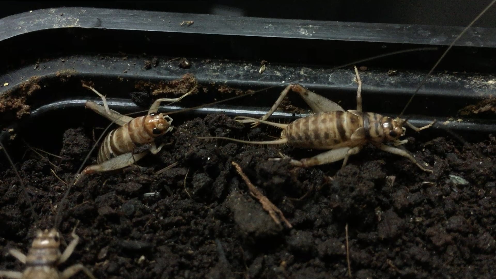 Crickets Laying Eggs on Vimeo