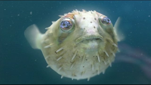 CHEMICAL BROTHERS - The Salmon Dance thumbnail