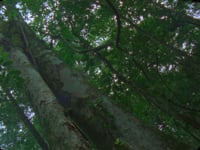 Daniel Steegmann Mangrané, <em>Spiral Forest</em>, 2013/2015, 16mm film, 11'41