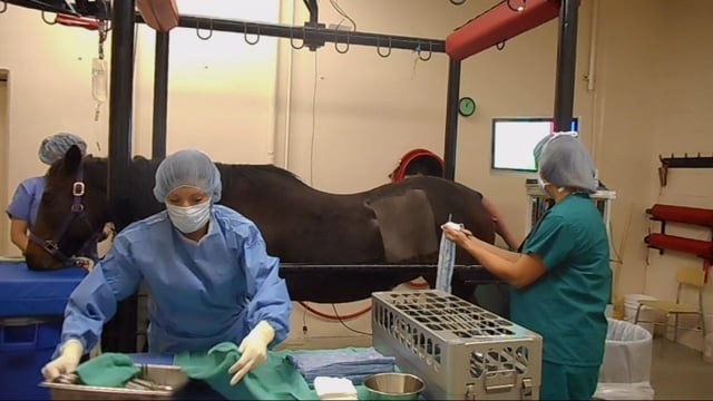 Shaping the Future of Large Animal Surgery | by Gwendolynn Hummel | Medium