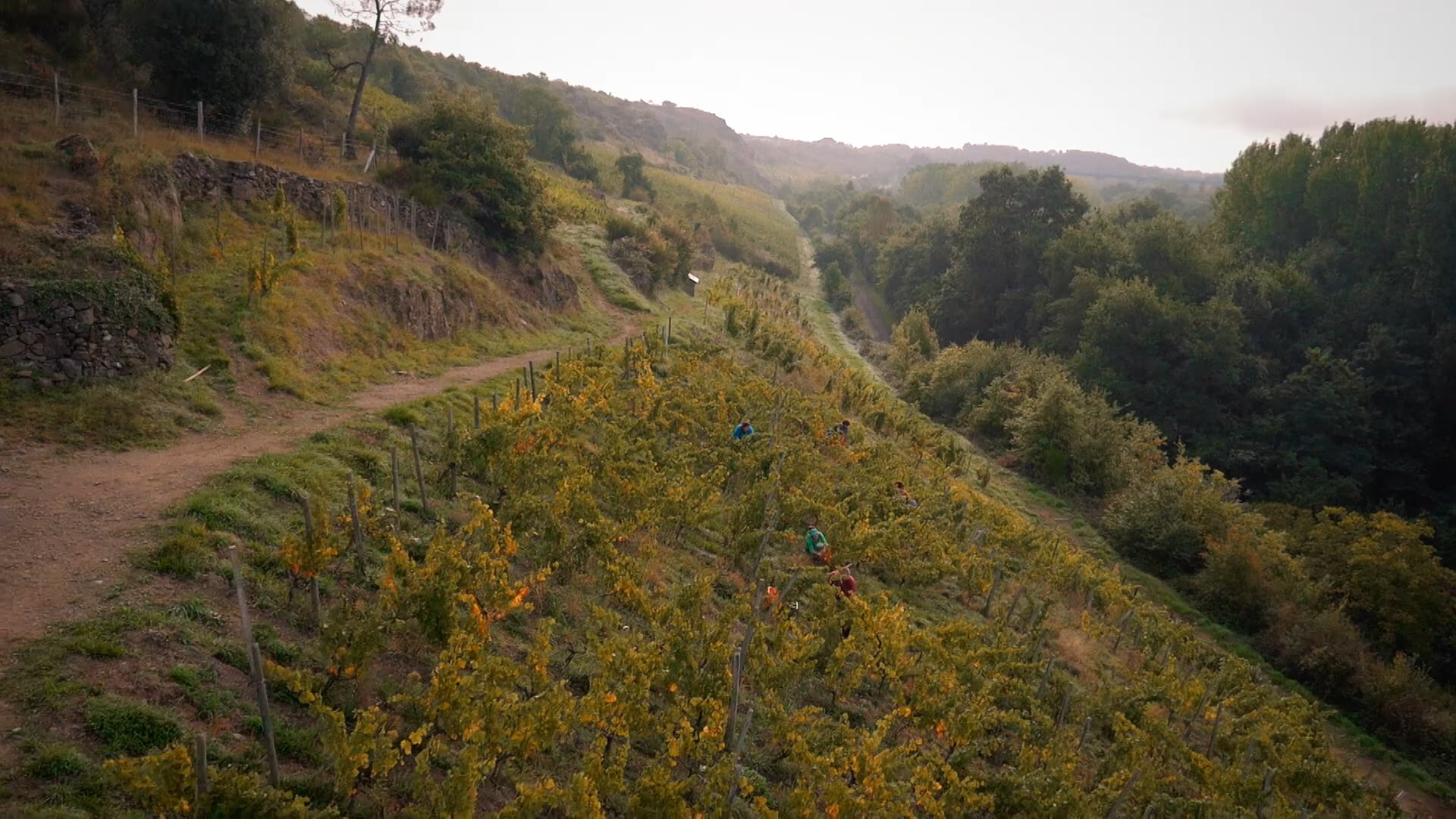 Angers Coteaux du Layon