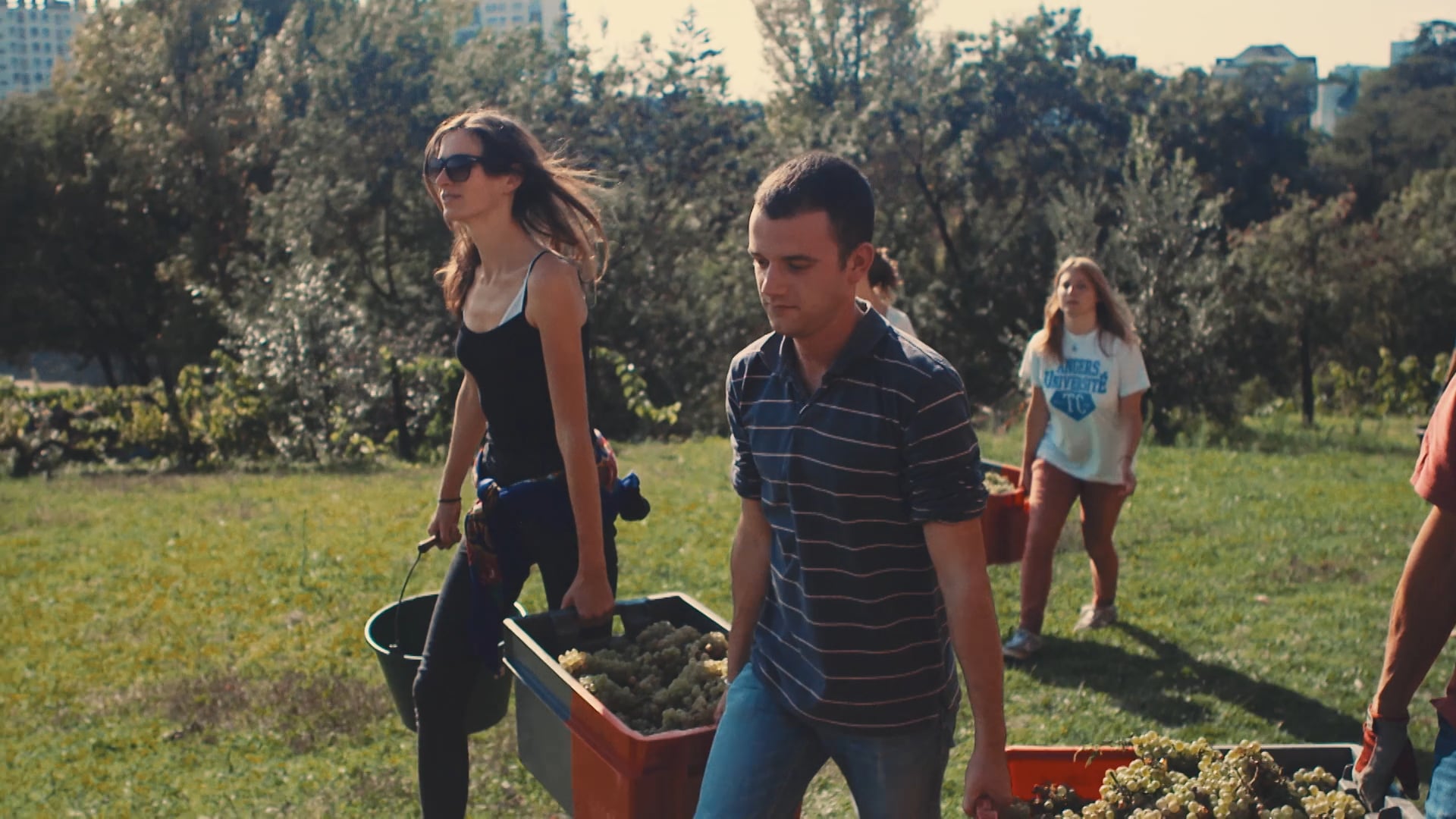 Angers Vigne en ville