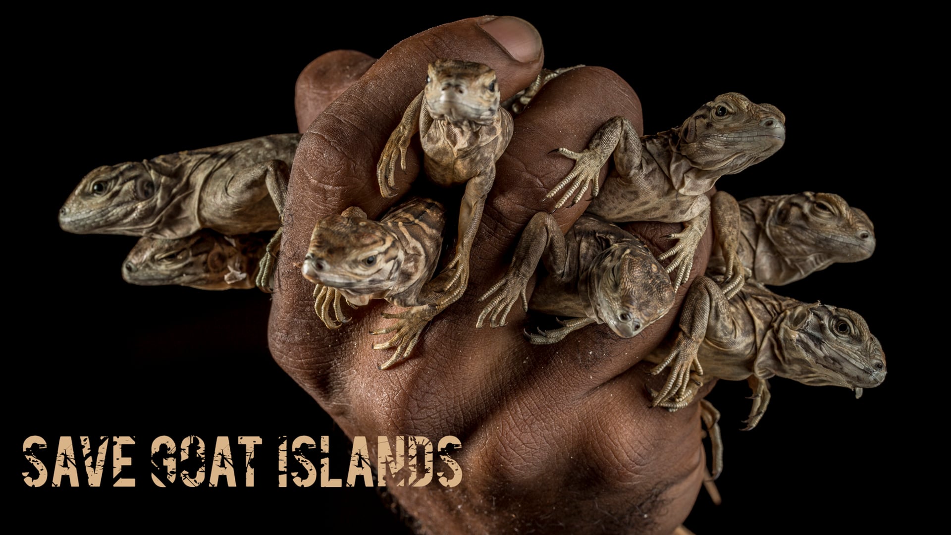 Save Goat Islands