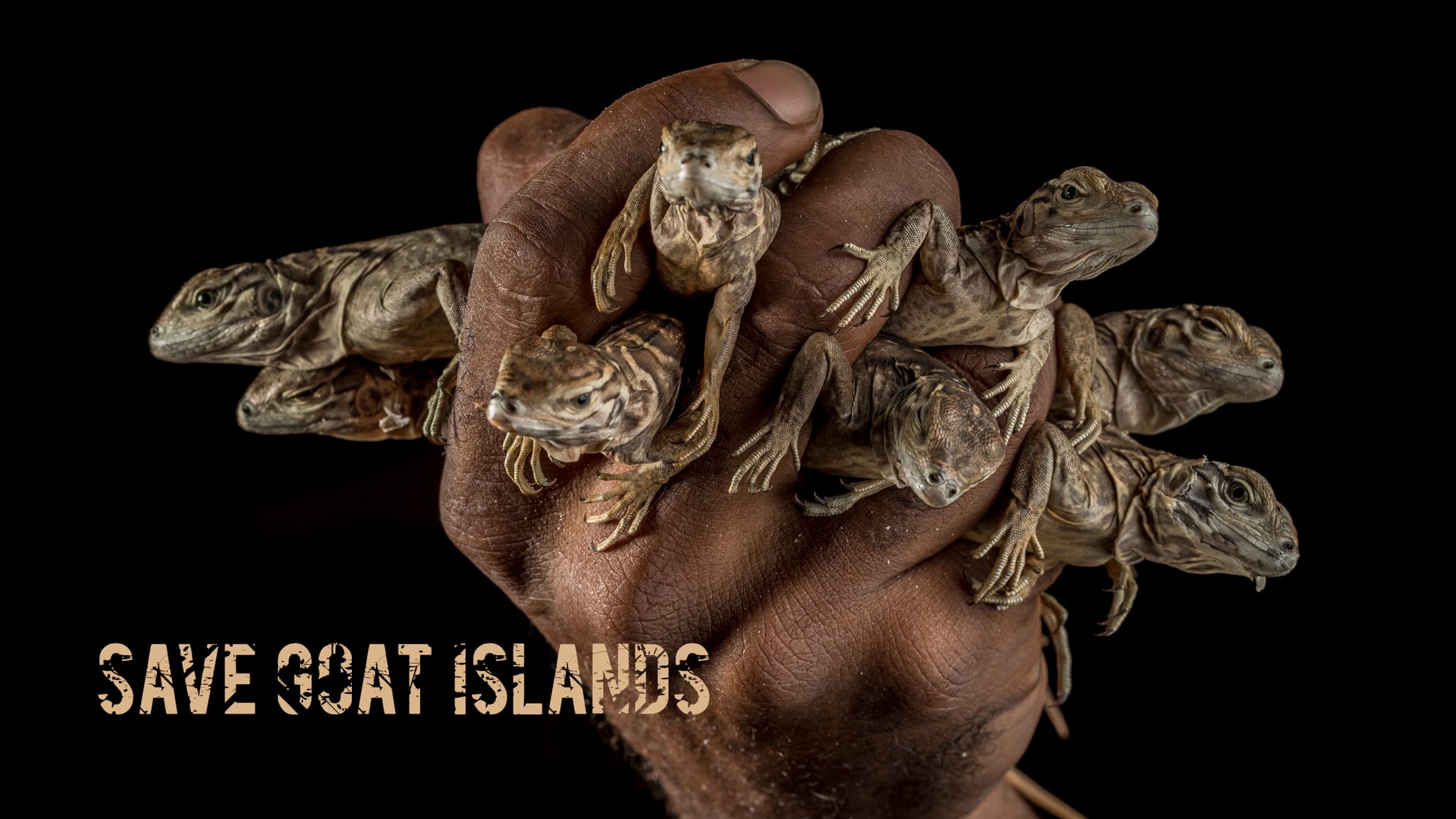 Save Goat Islands