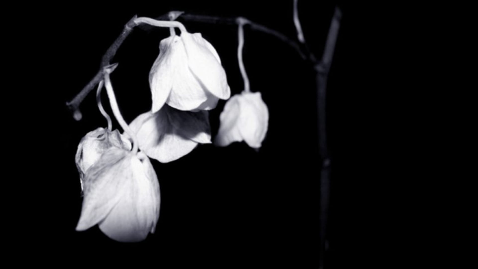 Past Fragments Kinetic Poetry