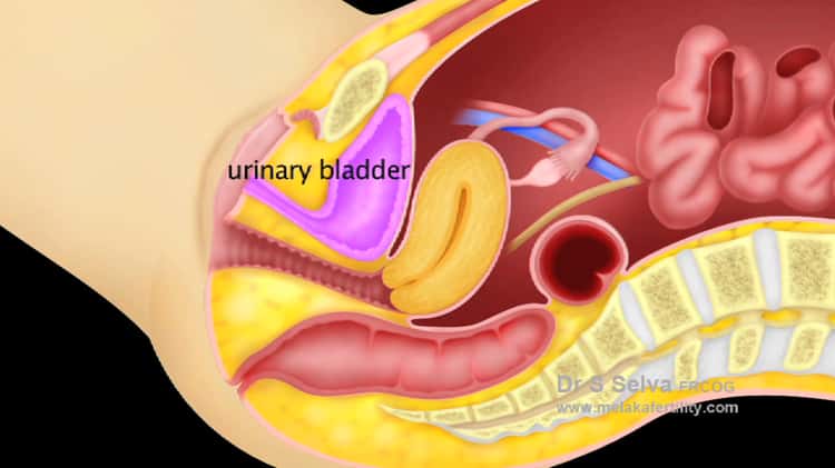 Female pelvic anatomy Video & Image