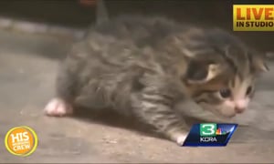 Kitty Rescued from Recycling Center Conveyor Belt
