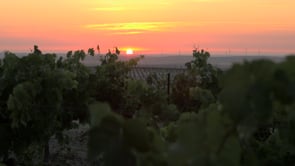 The Wines of Sherry