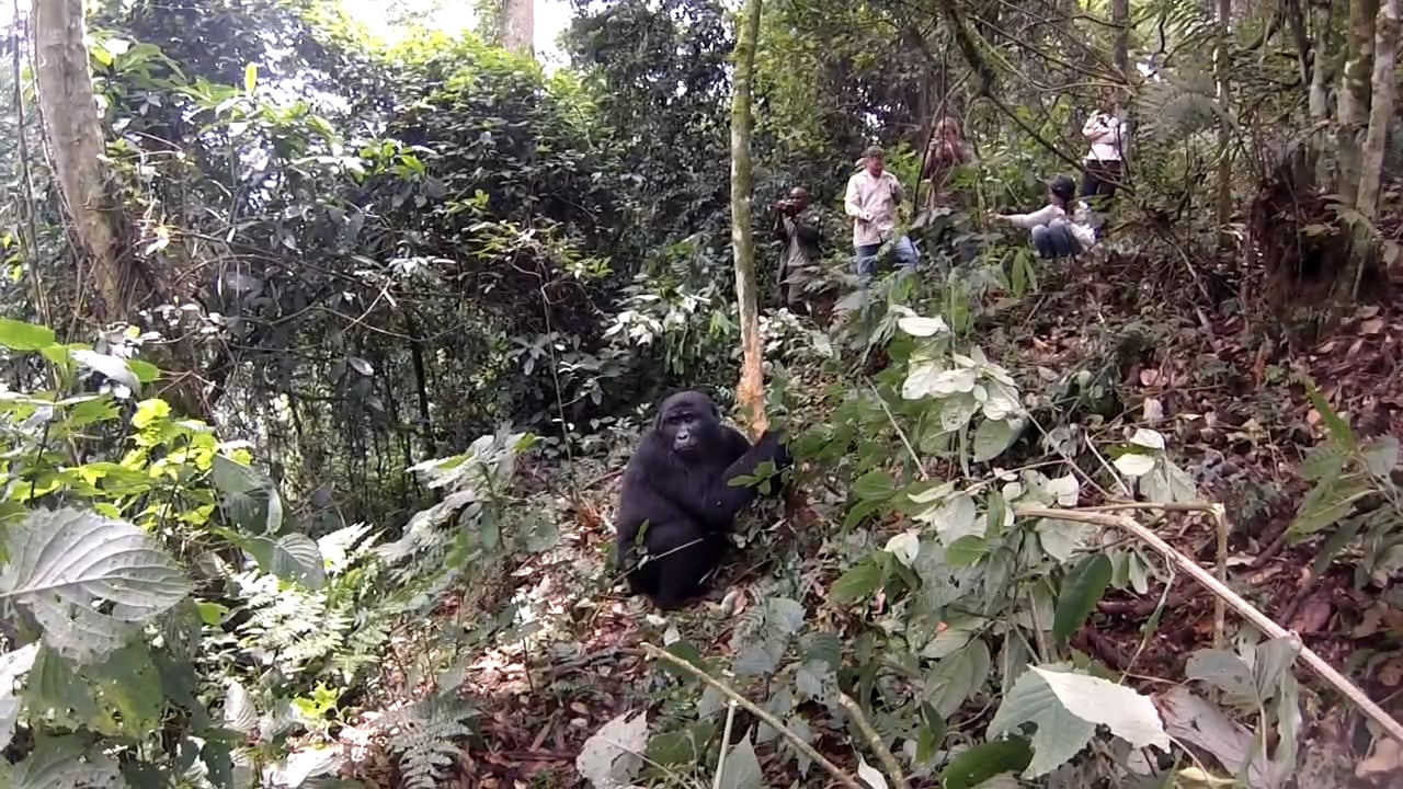 Gorilla Trekking, Bwindi, Uganda