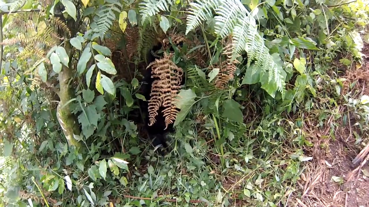 Gorilla Trekking, Bwindi, Uganda