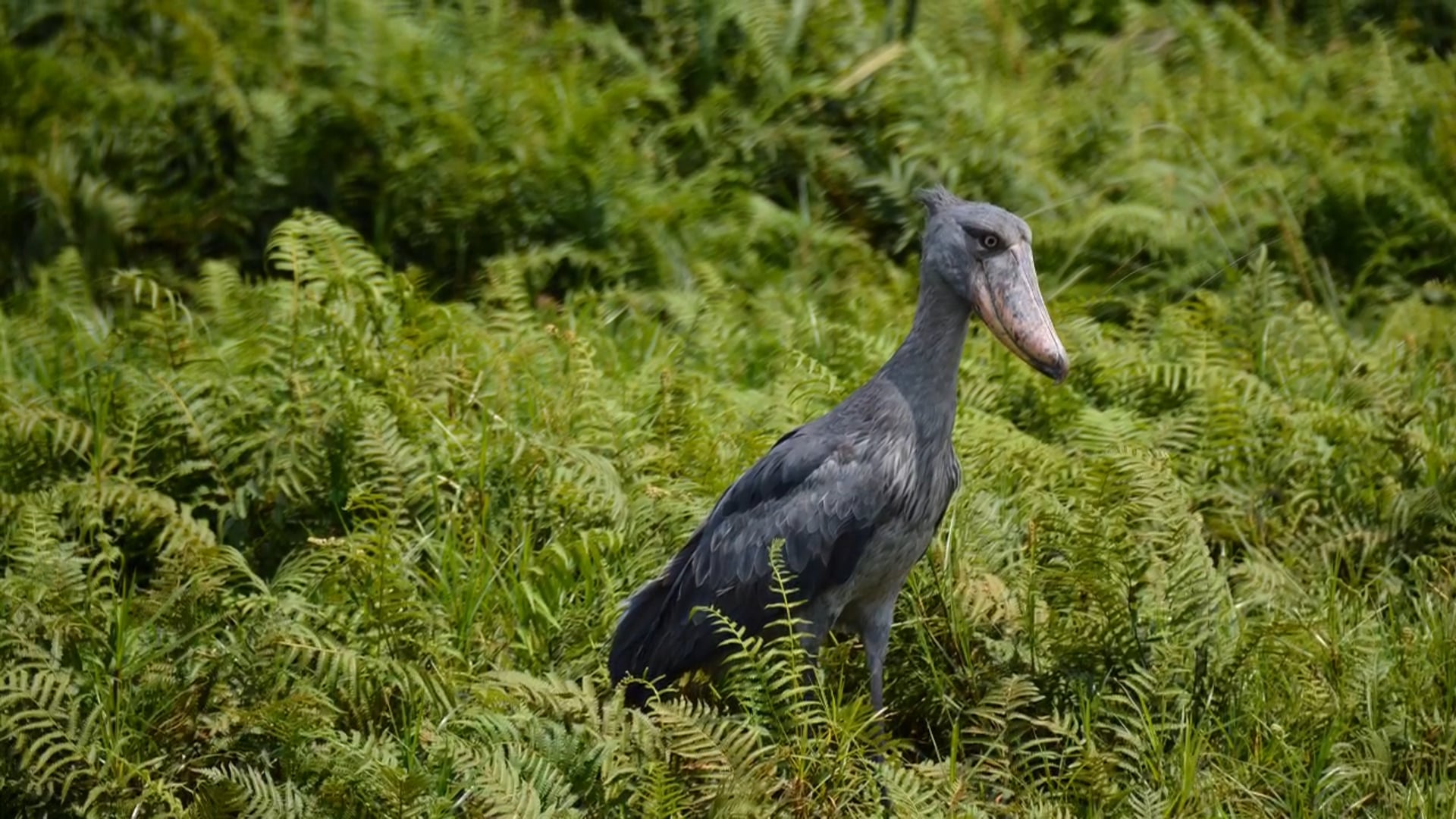 Shoebill Stork, Uganda