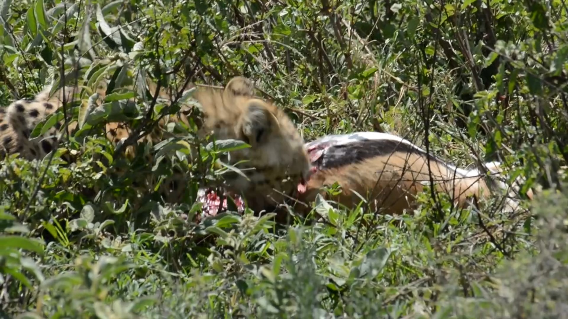 Cheetah Kill, Serengeti, Ndutu, Tanzania