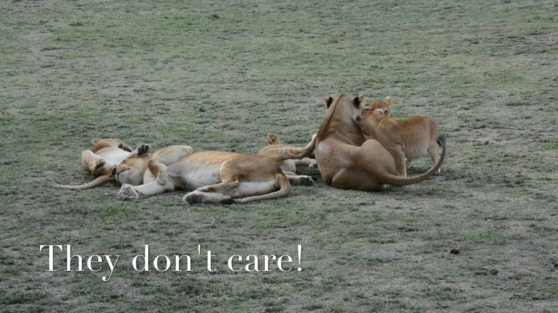 Lions, Ndutu, Serengeti
