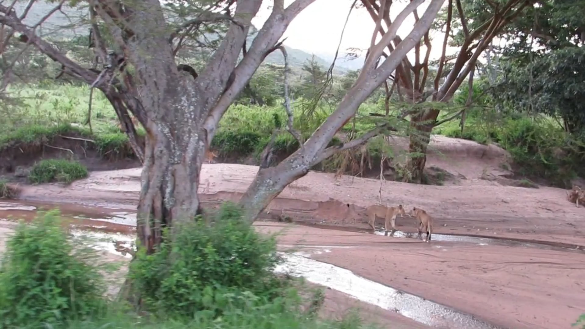 Lion Walk, Kleins Camp, Northern Serengeti