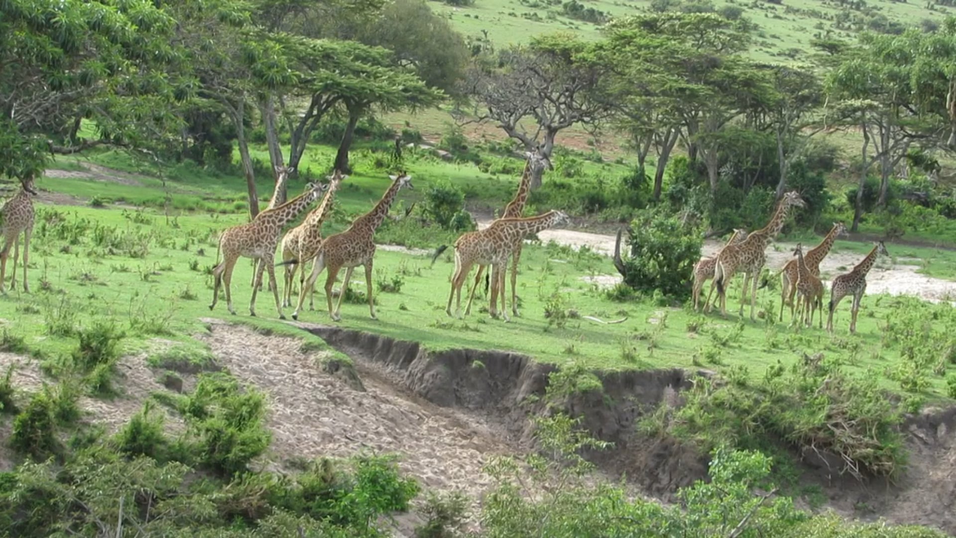 Giraffes, Kleins Camp, Northern Serengeti