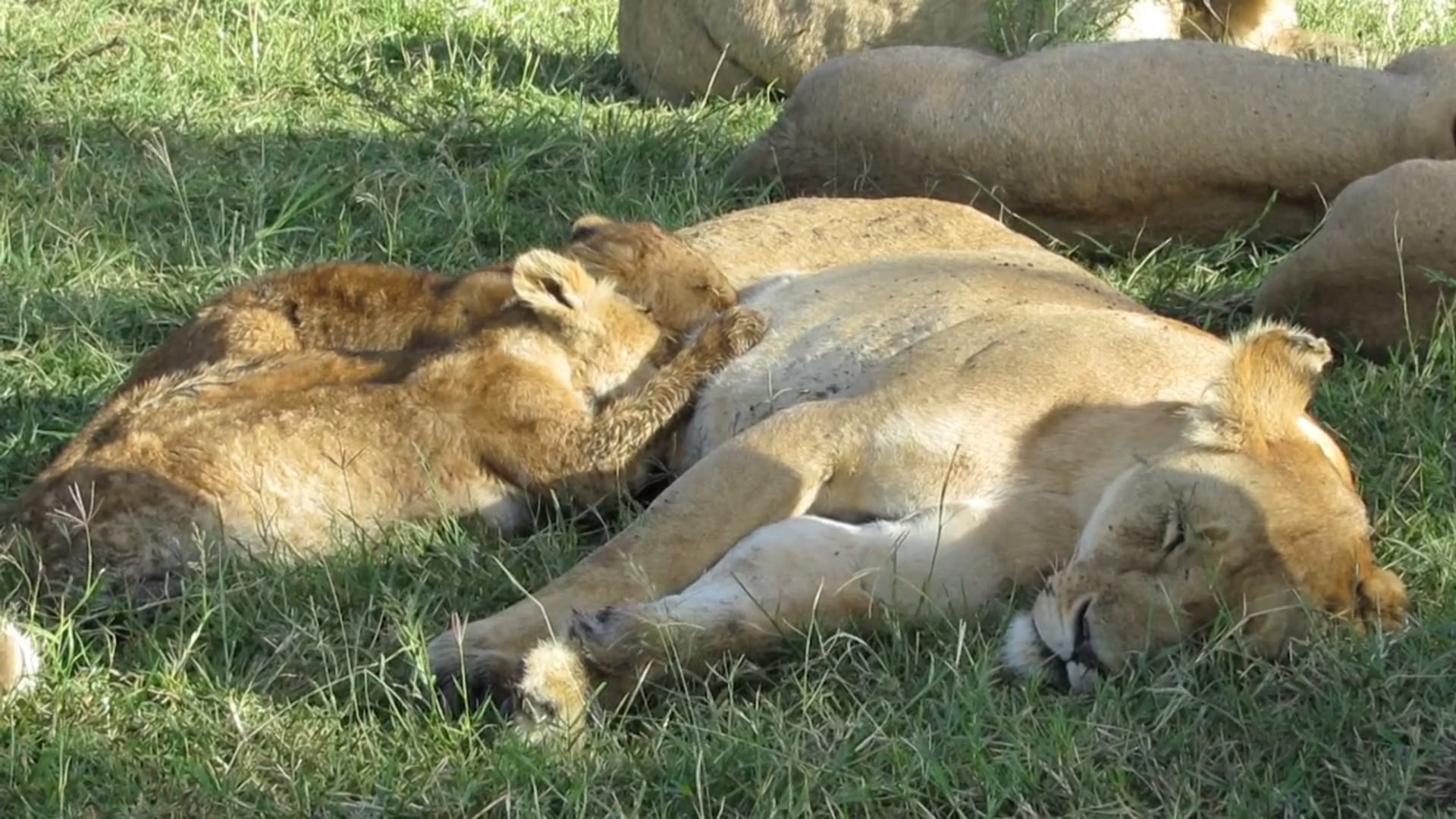 Marsh Pride, Governor's Camp, Masai Mara
