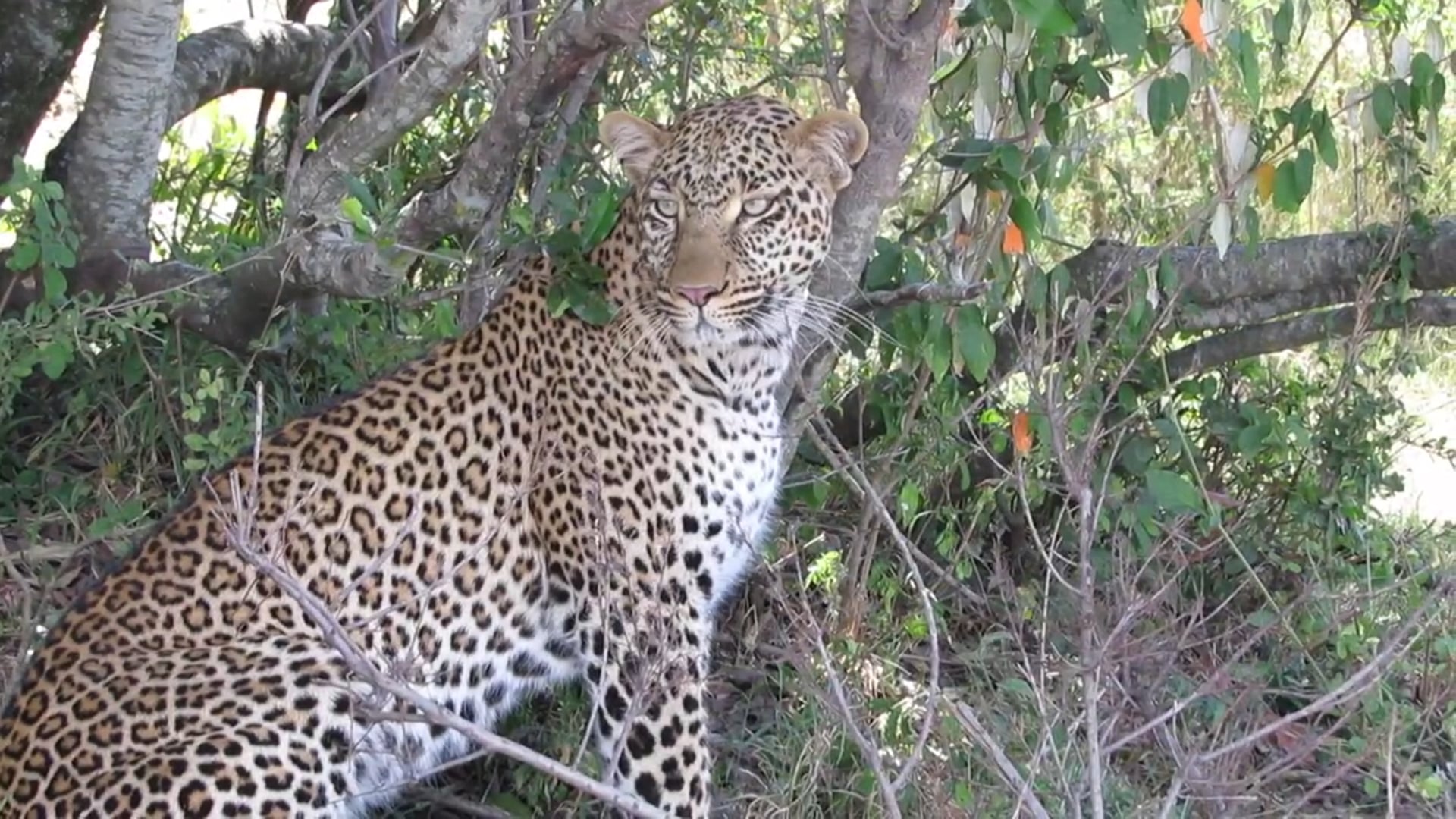 Big Cat Diary, Governor's Camp, Masai Mara