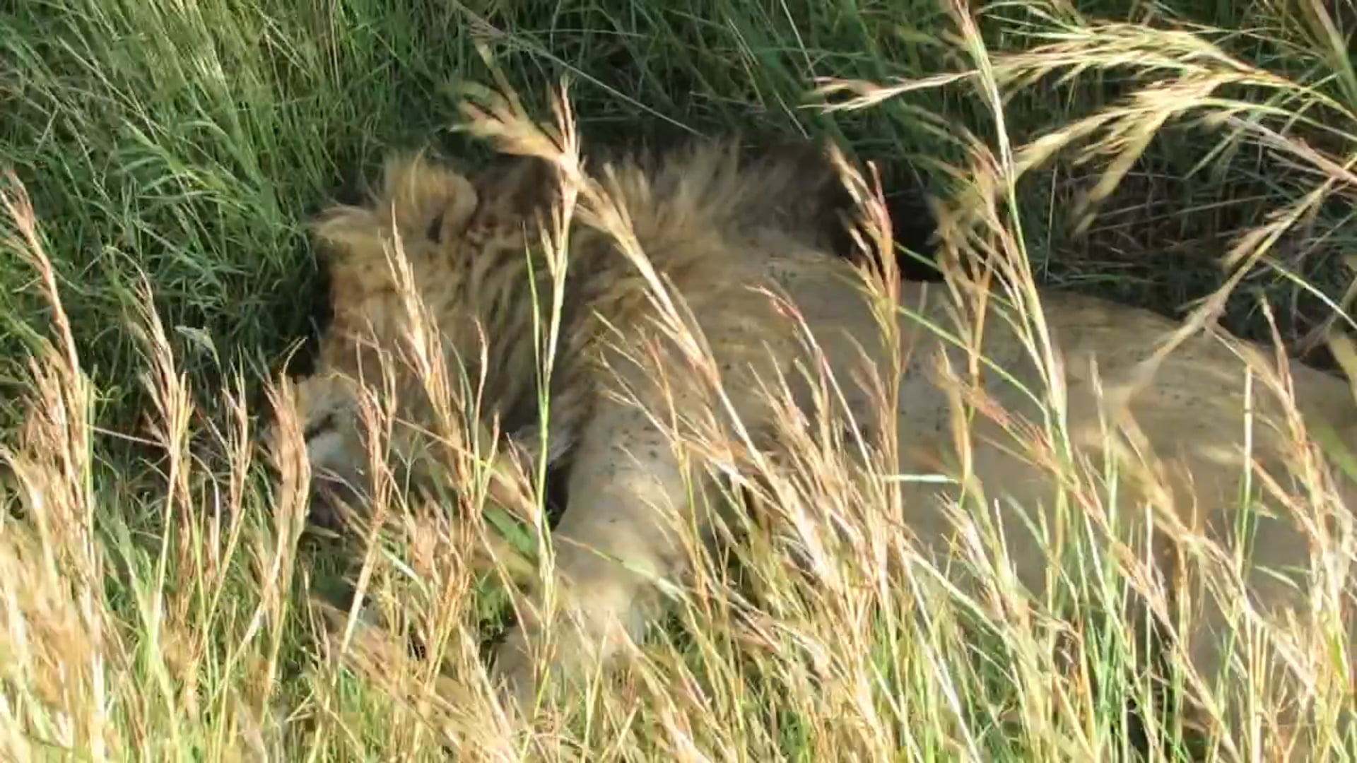 Marsh Pride, Governor's Camp, Masai Mara
