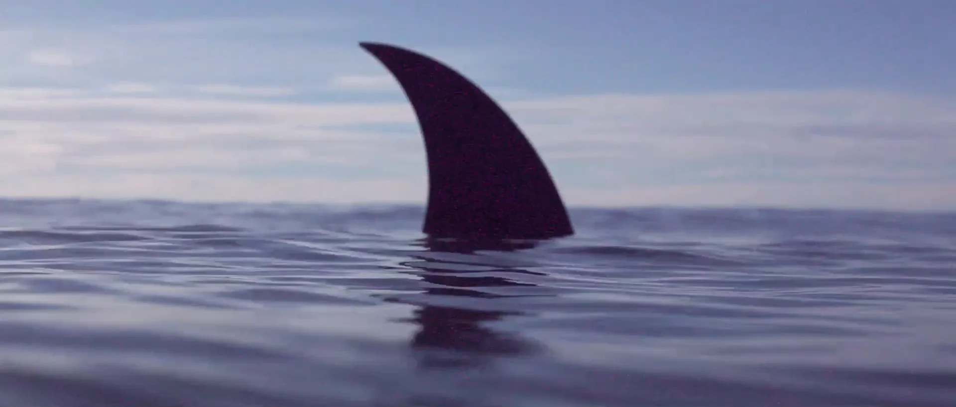 SVRF PVNK INVITATIONAL IV /// SHARK ATTACK EDITION