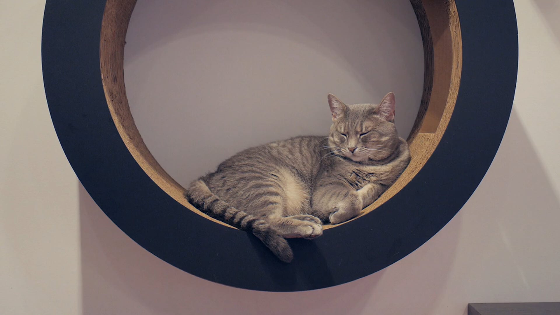 Coffee and Cats: Inside one of America's Cat Cafe