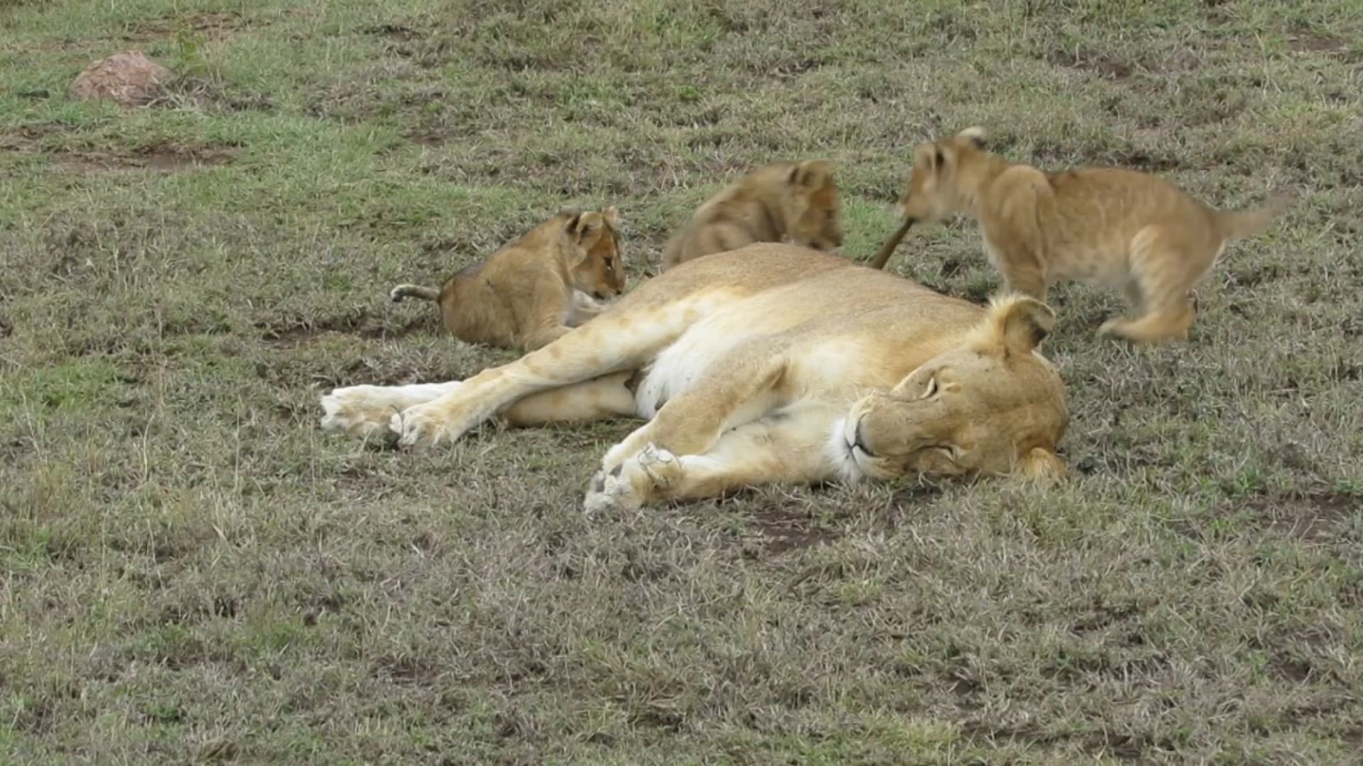 Lions, Namiri Plains, Serengeti