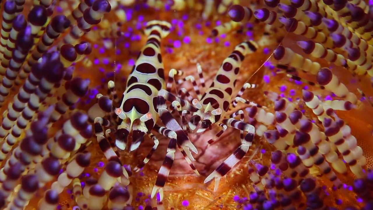 Critters of the Lembeh Strait