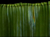Courgette Curtain_9