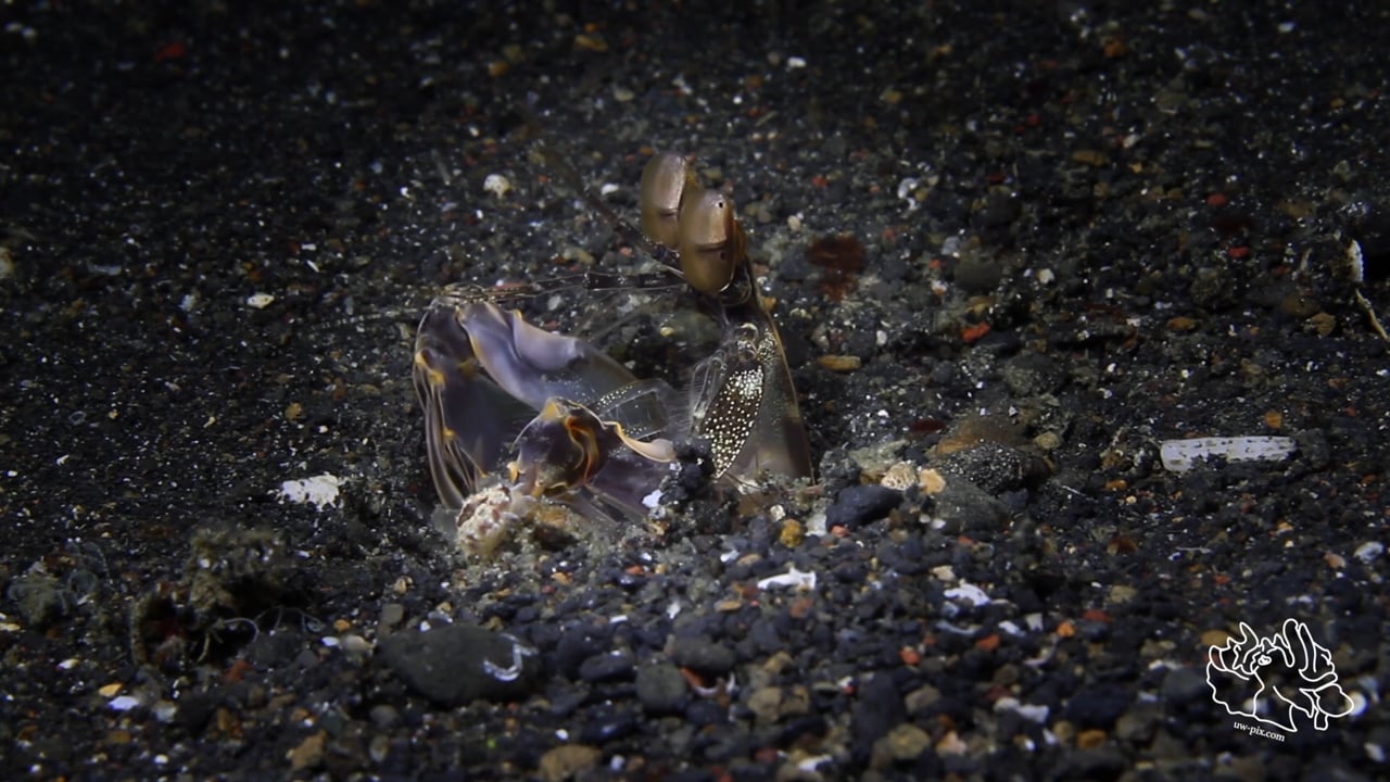 Critters of the Lembeh Strait | Episode 22 - 2015 | Spookiest Critters - Part 2