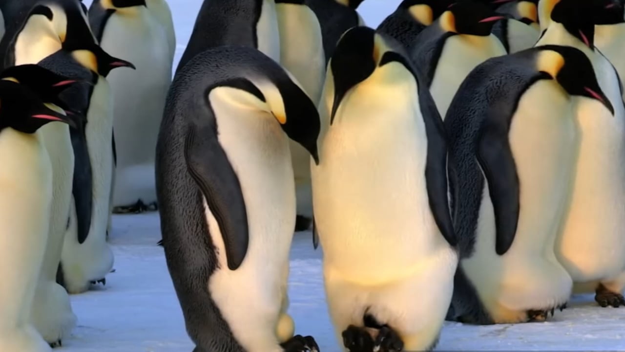 WOW - 10 - Emperor Penguins