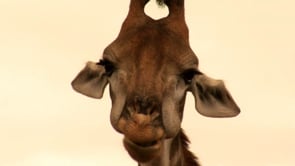 WILDLIFE AFRICA
