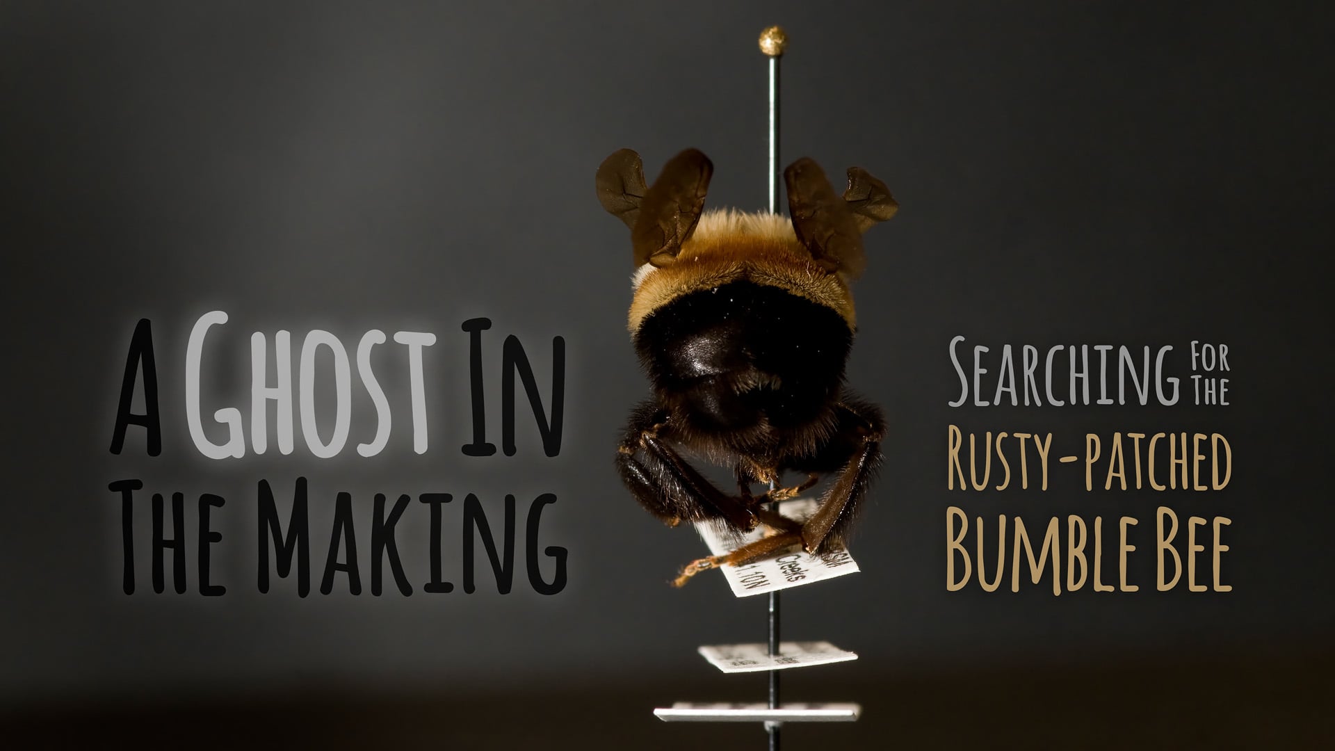 A Ghost In The Making: Searching for the Rusty-patched Bumble Bee