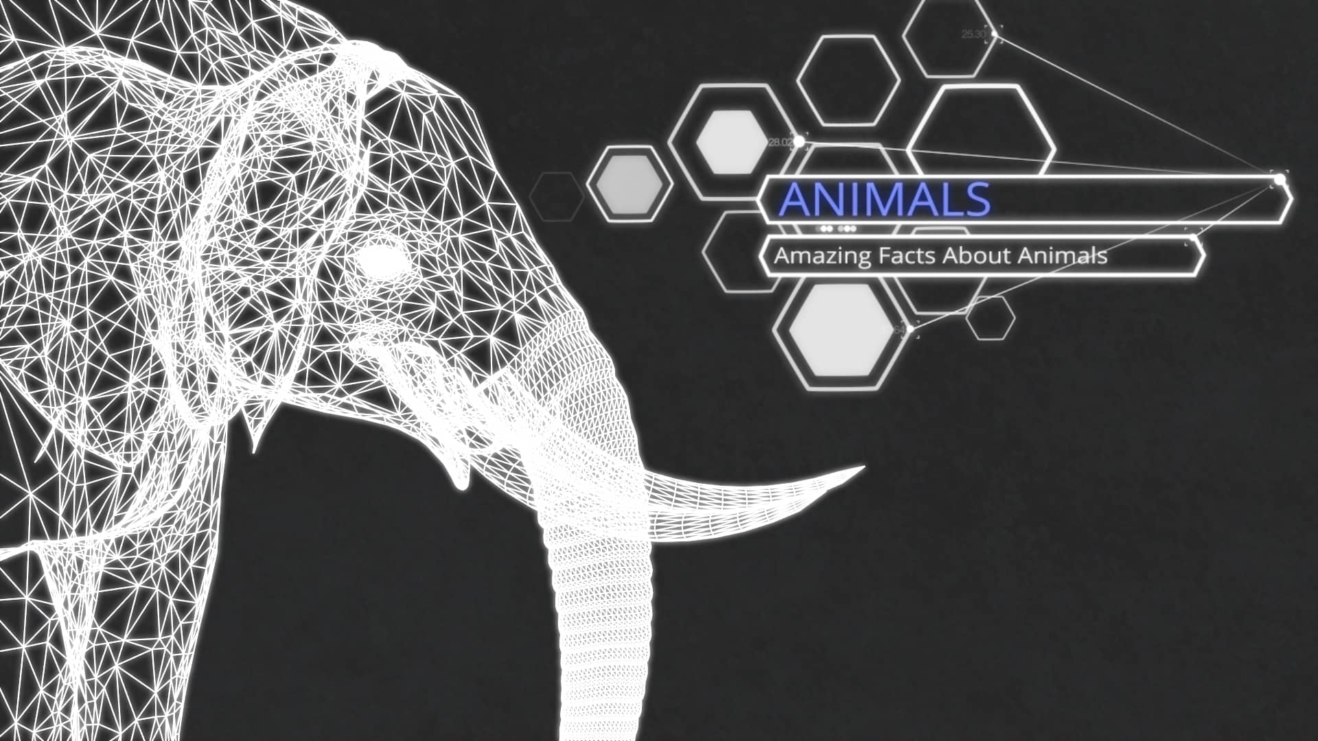 amazing-facts-about-animals-on-vimeo