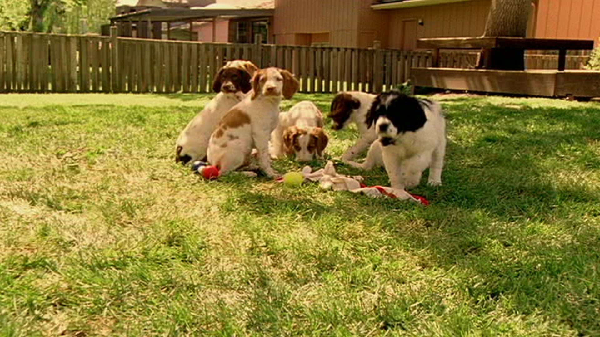 Norman, the puppy that moos