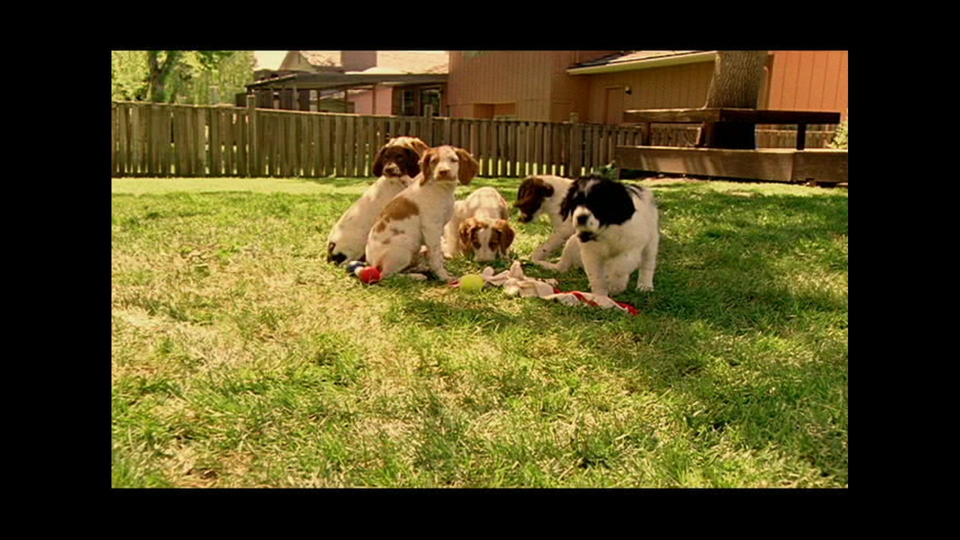 Norman, the puppy that moos