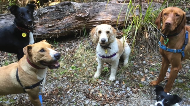 Walking Groups Photo Slideshow #1