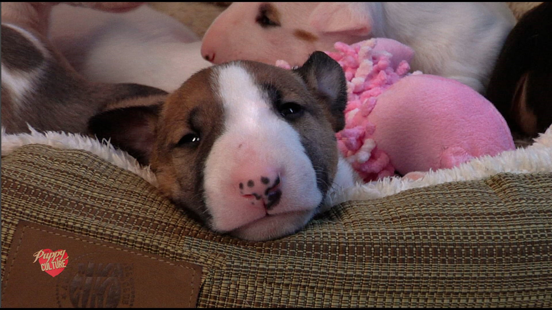 The "Why" of Puppy Culture