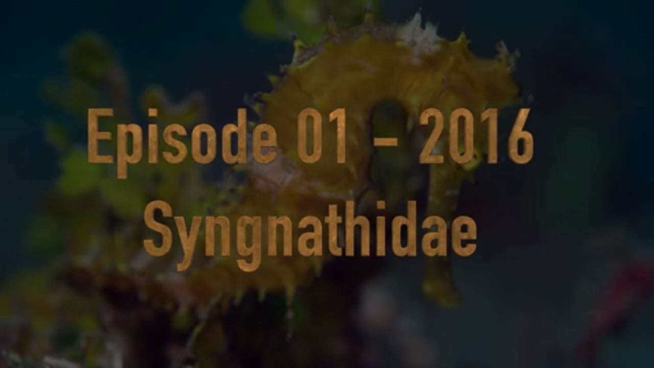 Critters of the Lembeh Strait | Episode 01 - 2016 | Syngnathidae