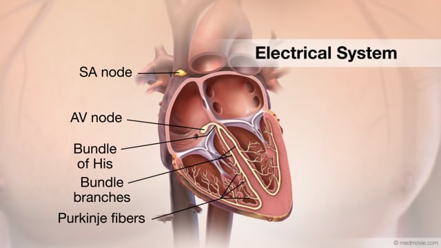 Electrical System of the Heart