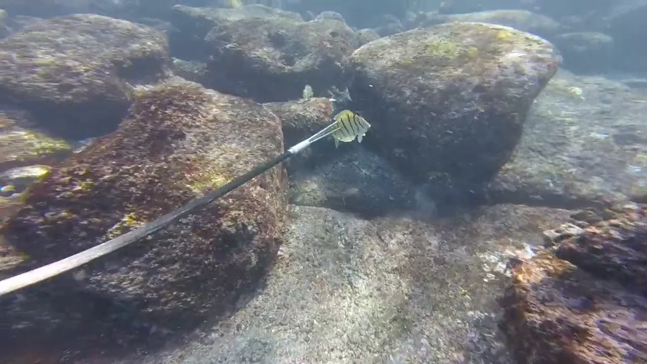 Hawaiian Sling Spear Fishing in Kona, Hawaii on Vimeo