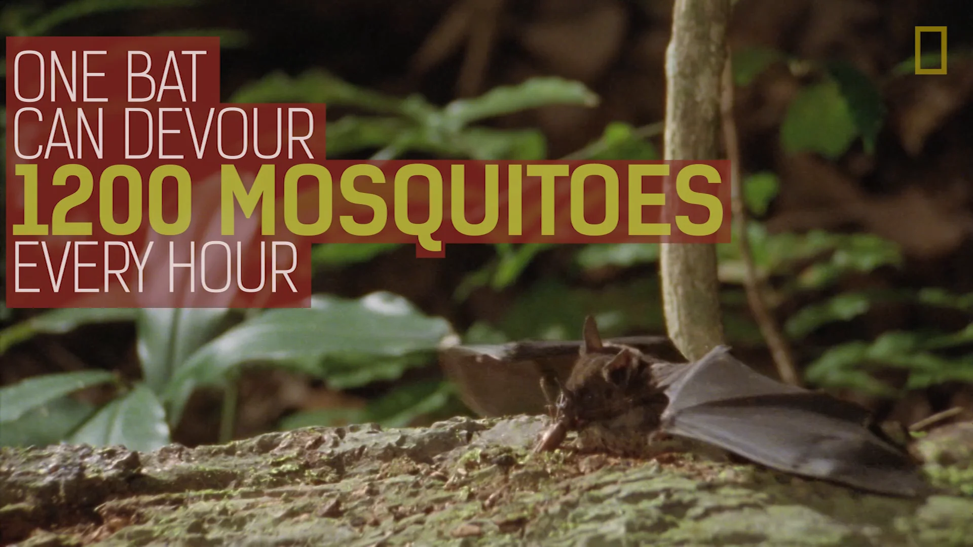 Bats Eat Mosquitoes Text On Screen National Geographic on Vimeo