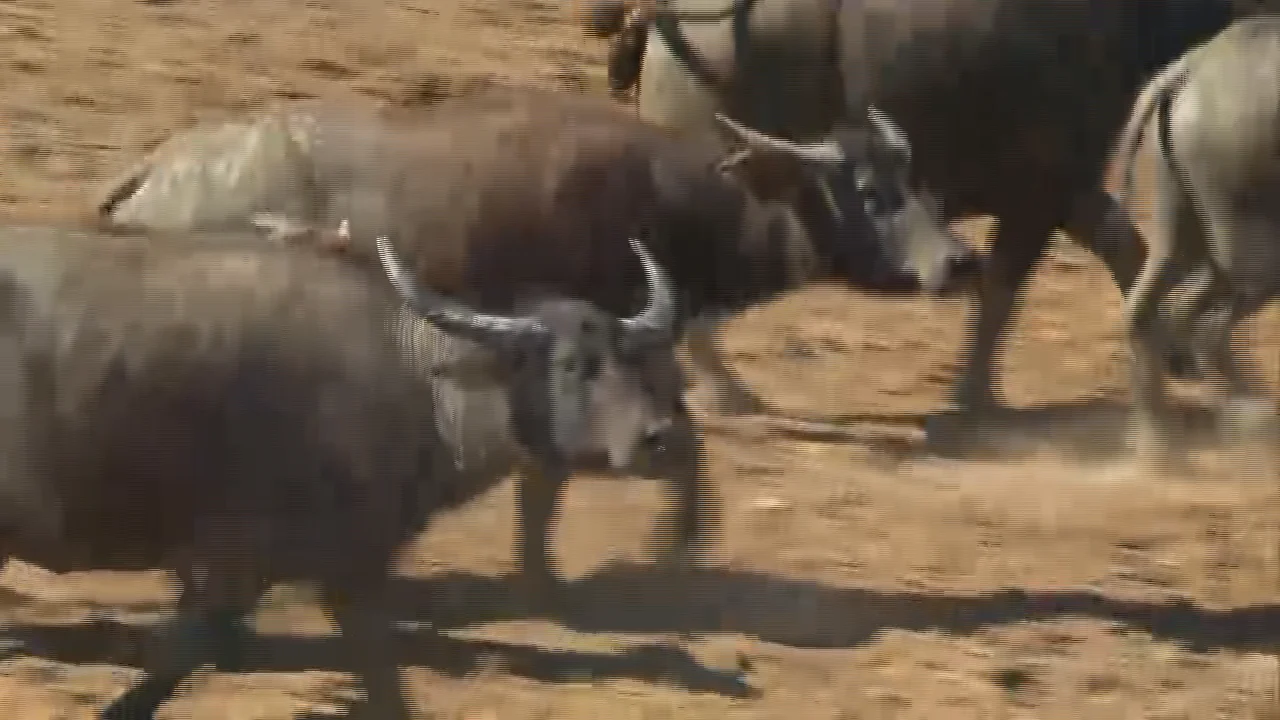 1312 Australian Buffalo Herd, Outback Australia on Vimeo