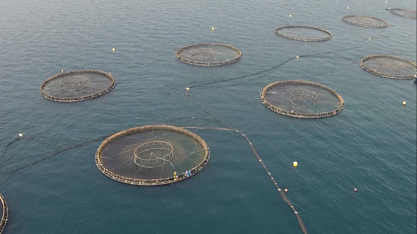 National Aquaculture Group, Barramundi Fish Farm, Sea Cages, Vannamei ...