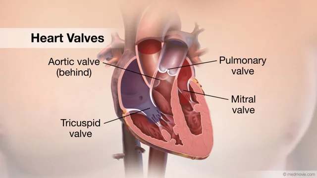 heart anatomy valves