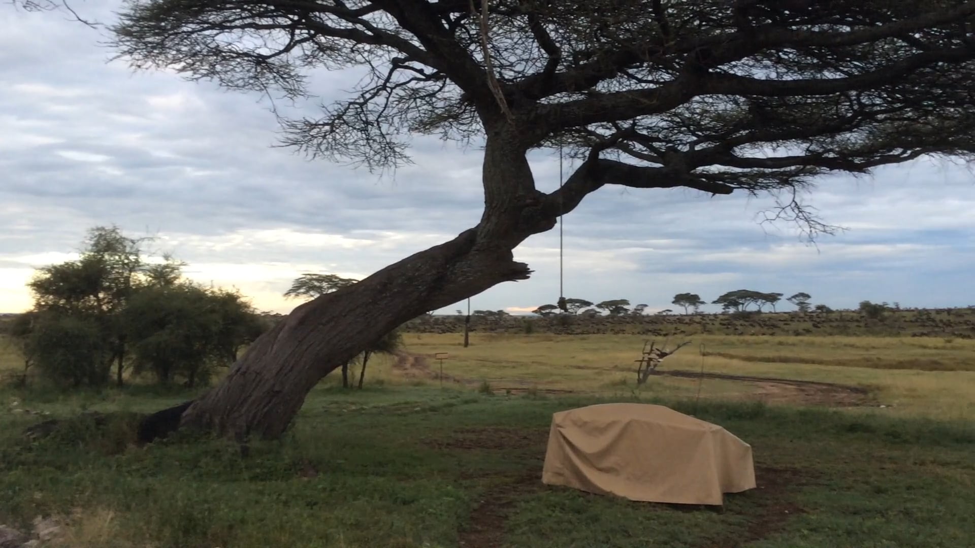 Migration from Namiri Plains