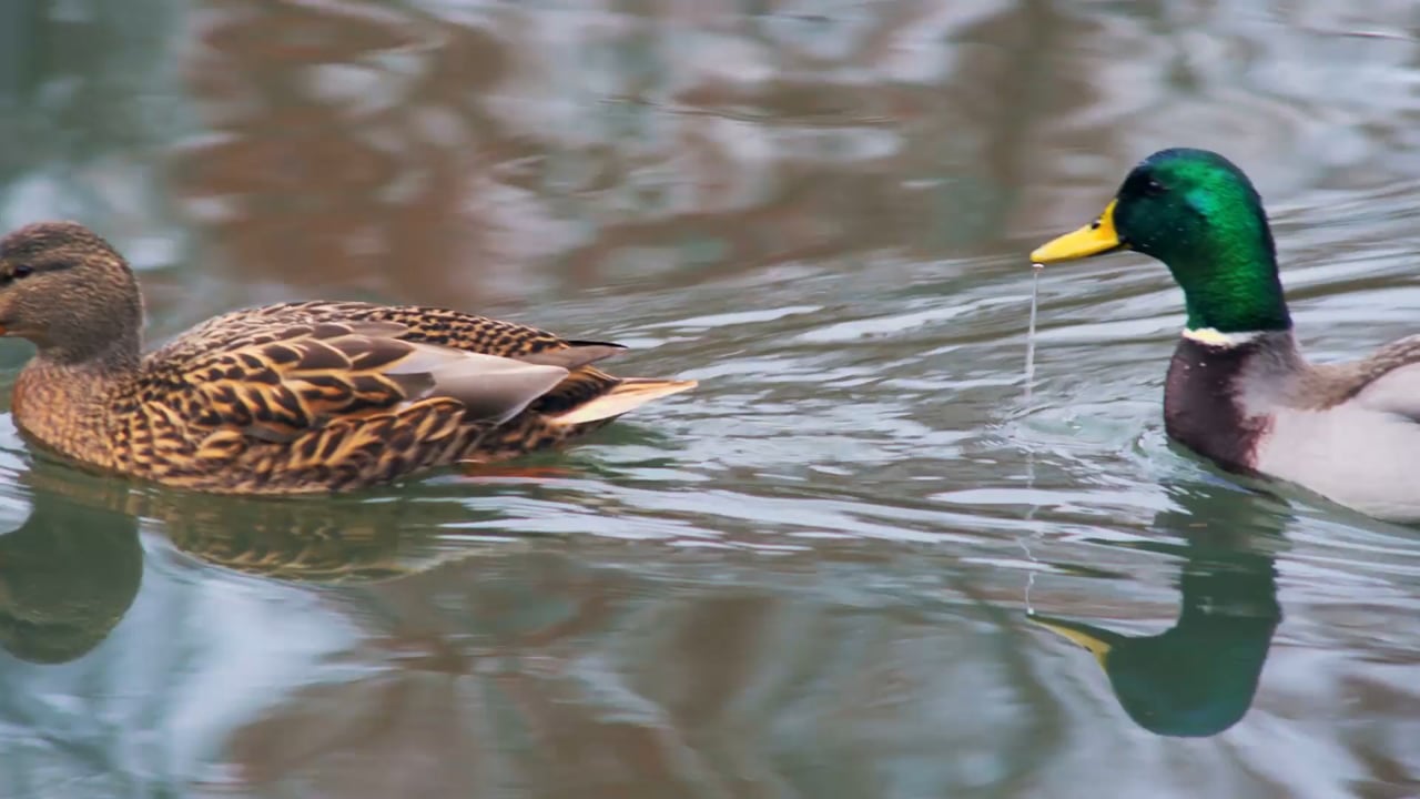 WOW - 15 - A Duck Floats