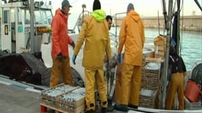 Bons preus del peix blau després de la veda