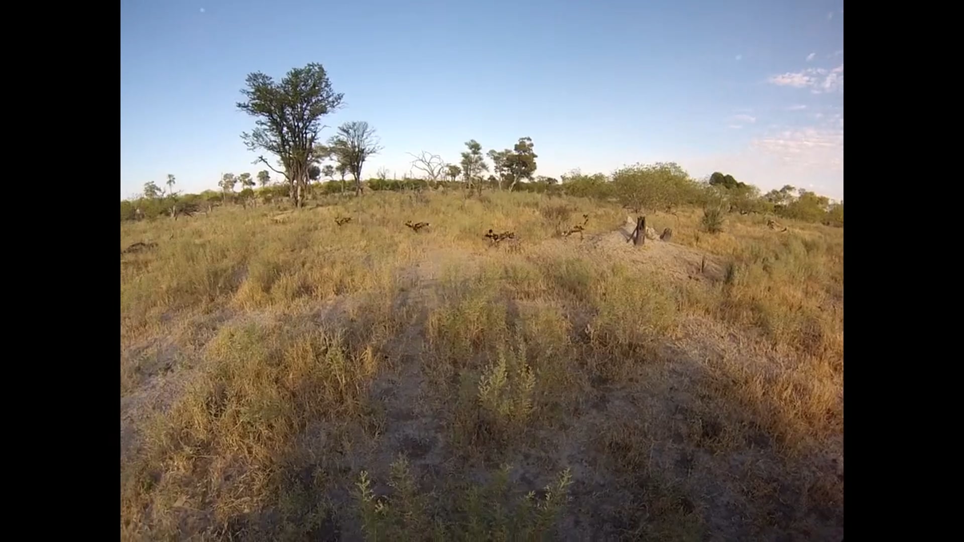 Wild Dogs Hunt, Okavango Delta, Botswana