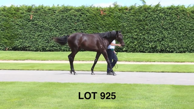 Lot 925