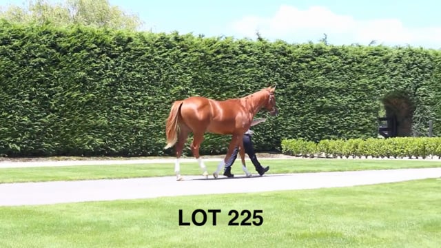 Lot 225