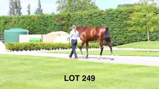 Lot 249